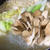 ＜鶏つくねと舞茸と春雨たっぷりシャンタン鍋＞　