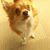 保護犬
