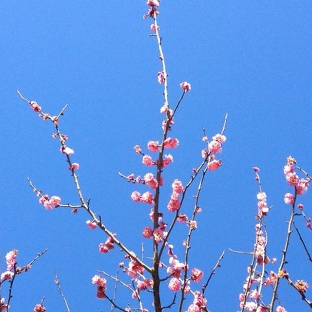 🌸 桃色が映える３月 🌸