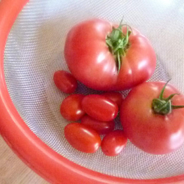 トマトの収穫♪