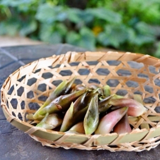 今日は　レシピはお休み〜　お野菜の写真など