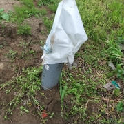 塩ビ管スイカ植え