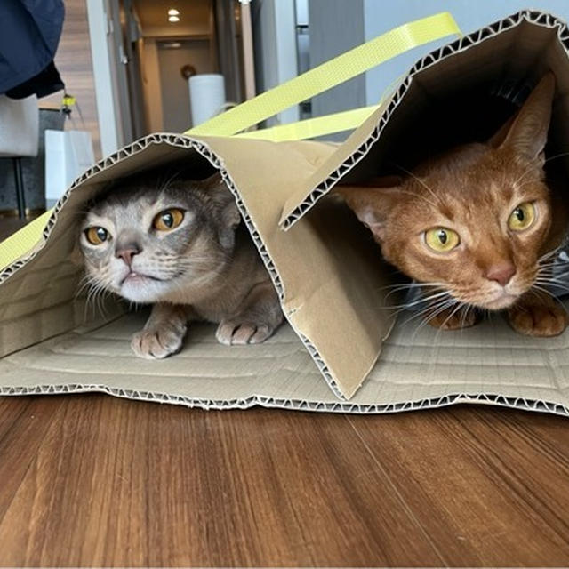 猫のカプセルホテル？