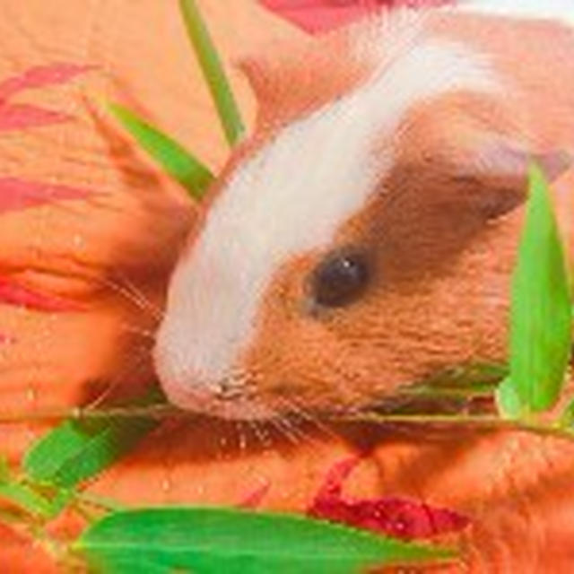 七夕にちなんで～