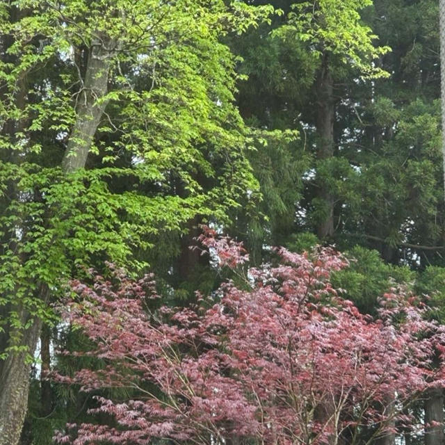 5.10 雨☔️【お家ごはん・朝】パンがない❗️