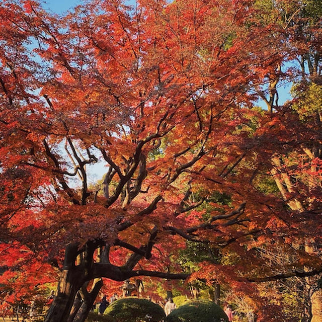 六義園の紅葉 &amp; ゼローダ(抗がん剤治療)9クール目終了