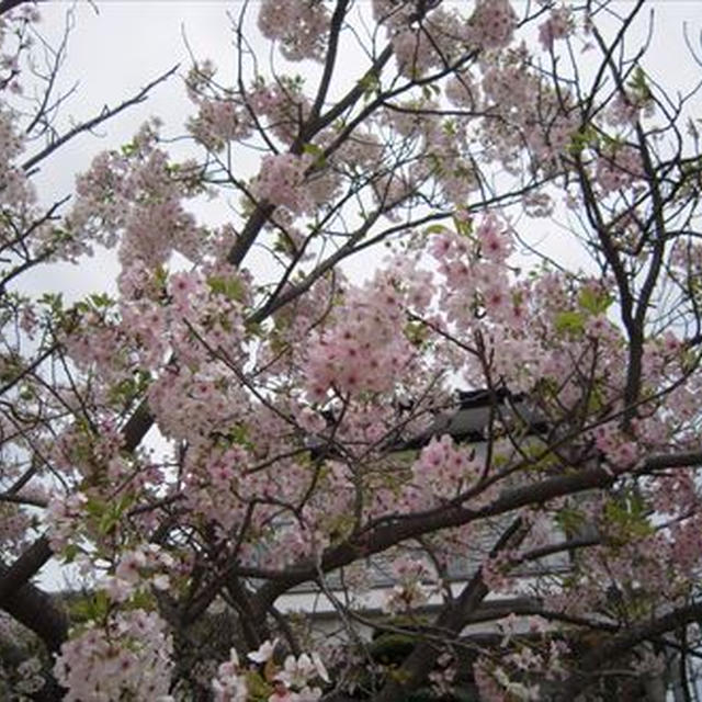 桜と共に帰宅・・・、握り寿司と純米大吟醸「三千盛」