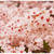 ■わかサンポ♪ 満開の枝垂れ桜ヽ(´∀｀*)ﾉ■榴ヶ岡公園
