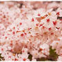 ■わかサンポ♪ 満開の枝垂れ桜ヽ(´∀｀*)ﾉ■榴ヶ岡公園