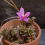 多肉植物桜吹雪の花#最近撮った写真は