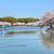 お花見… 最後はやっぱり明石公園♪