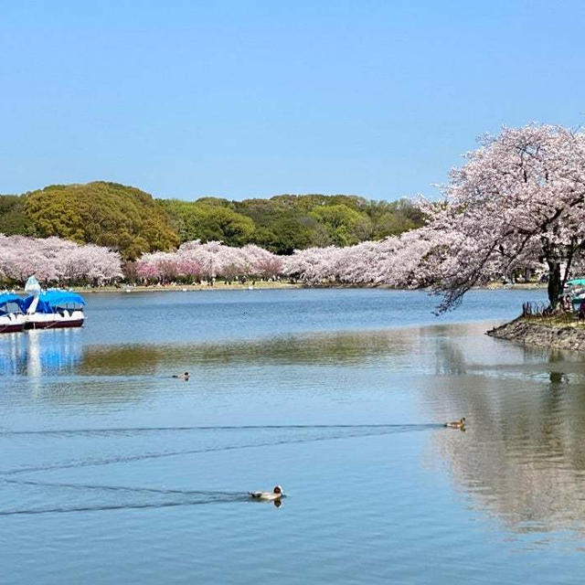 お花見… 最後はやっぱり明石公園♪