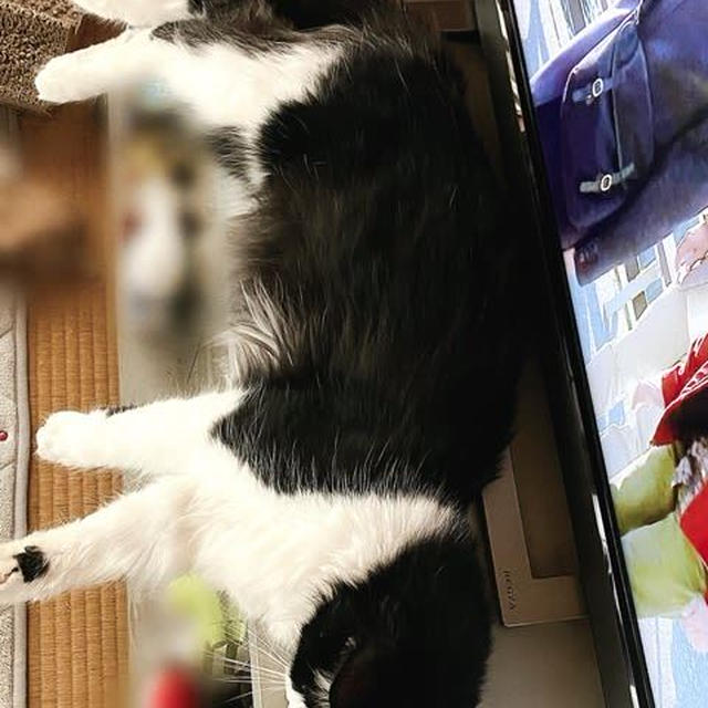 続・ピコのマイブーム② ＆今年もあの季節がやってきた！