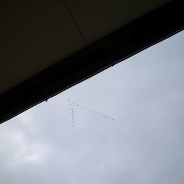 白鳥北へ帰る～北帰行
