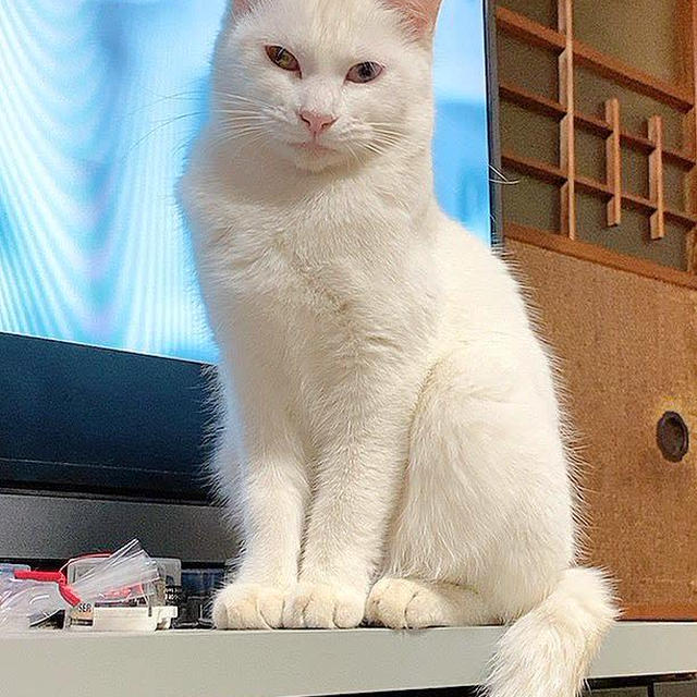 白たん（仮名）は知能犯