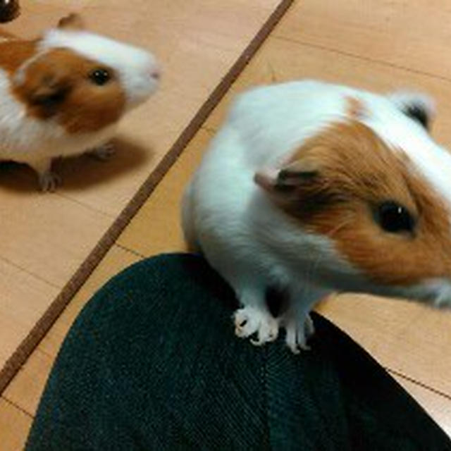 今日のもるちゃんず