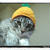 ●暮らしてみると不思議いっぱい猫との生活。