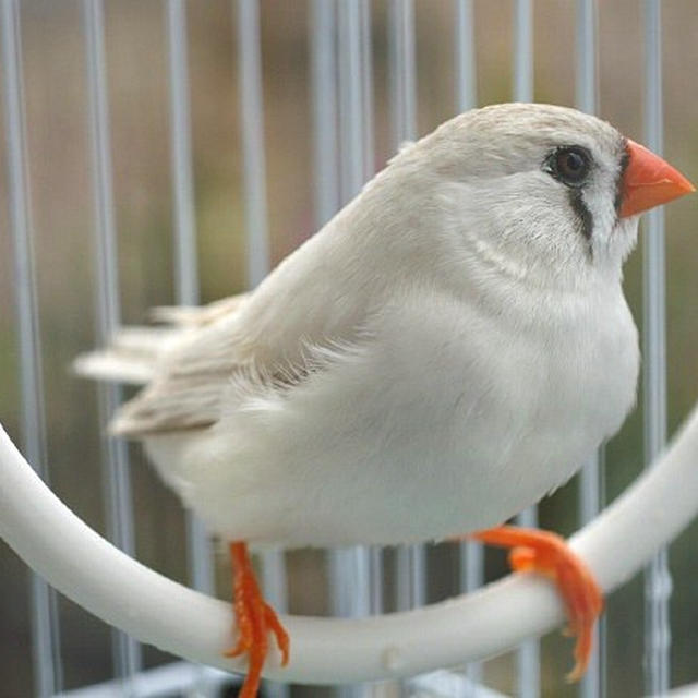 我が家のペット／錦華鳥に奇妙な行動が始まりました！！
