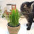 久しぶりの猫草サラダバー