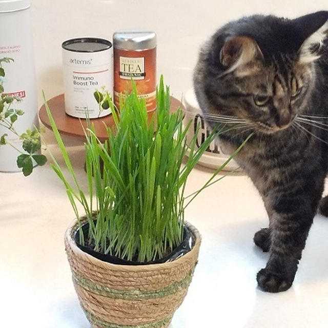久しぶりの猫草サラダバー