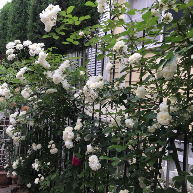 我が家の極小ガーデンに咲く、愛おしいバラたち