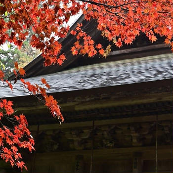 加茂市青海神社の紅葉