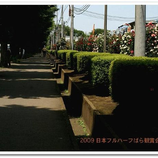 《２００７ばら観賞会》日本フルハーフ　厚木工場にて。P-1