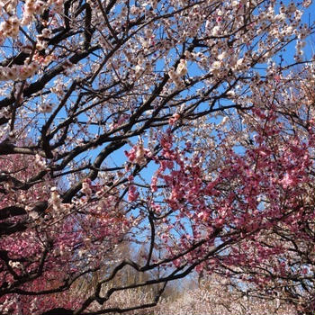 ■続・ウォーキング【相模原北公園（４）満開の梅園とその他の花や散策風景など。】