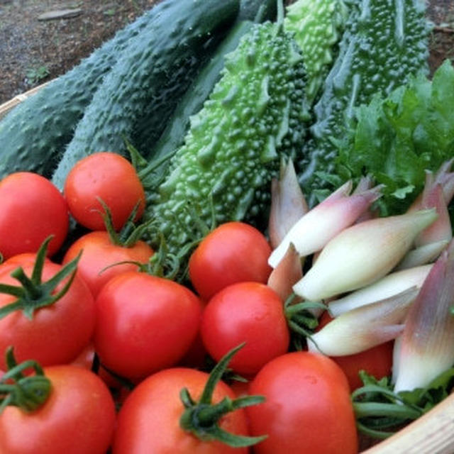 夏野菜祭りだわっしょい！