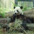 秋のお散歩　「上野動物園」