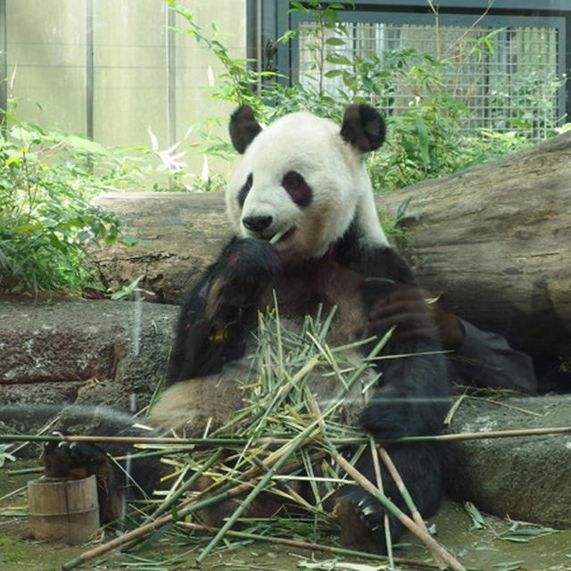 秋のお散歩　「上野動物園」