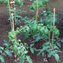 今年も、トマト苗を植えています