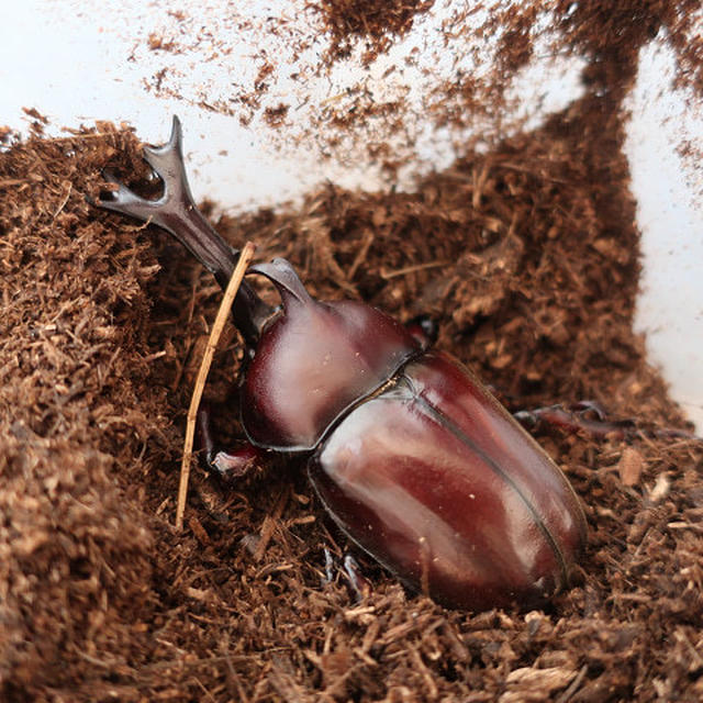 カブトムシが成虫になりました