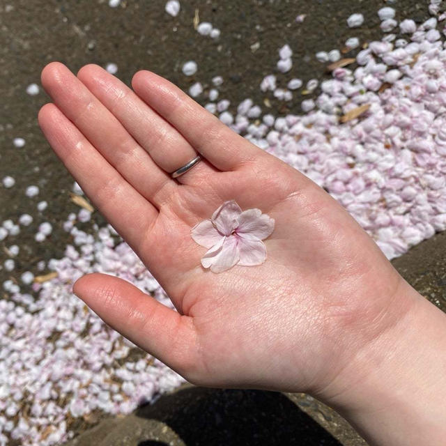 桜の花びら