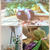 Oishii Japan を楽しむ - Pinterest 夏のフードイベント