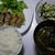 豚肉の野菜巻き（