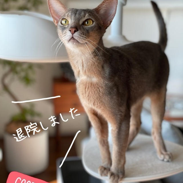との、退院しました