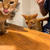 夜のおやつ 久々のミスドと猫たちと