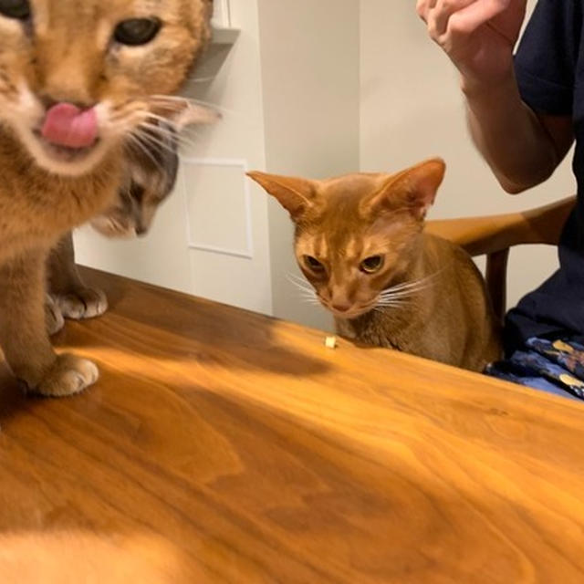 夜のおやつ 久々のミスドと猫たちと