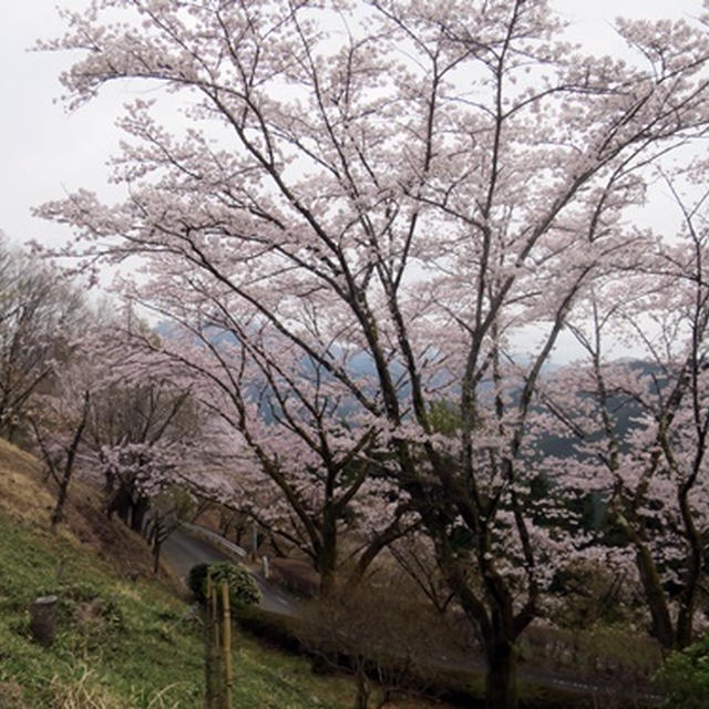 冬桜公園のソメイヨシノ