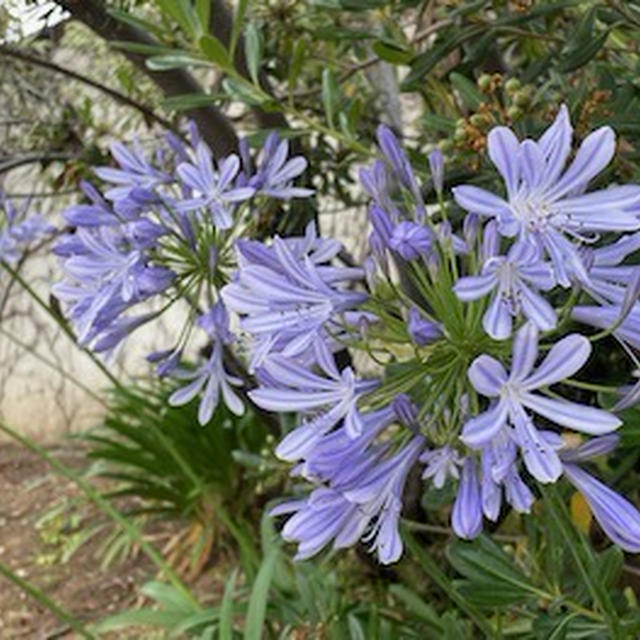 青い花・白い花
