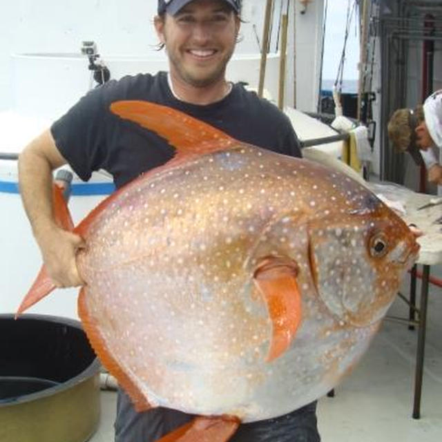 ハワイの魚・オパのグリル＿スパイシーなヨーグルトソース添え