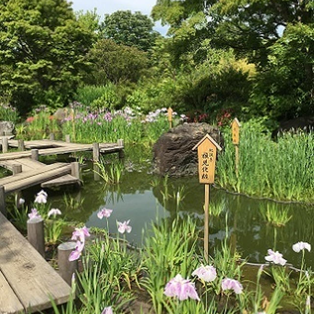 大仙公園～日本庭園の花しょうぶ