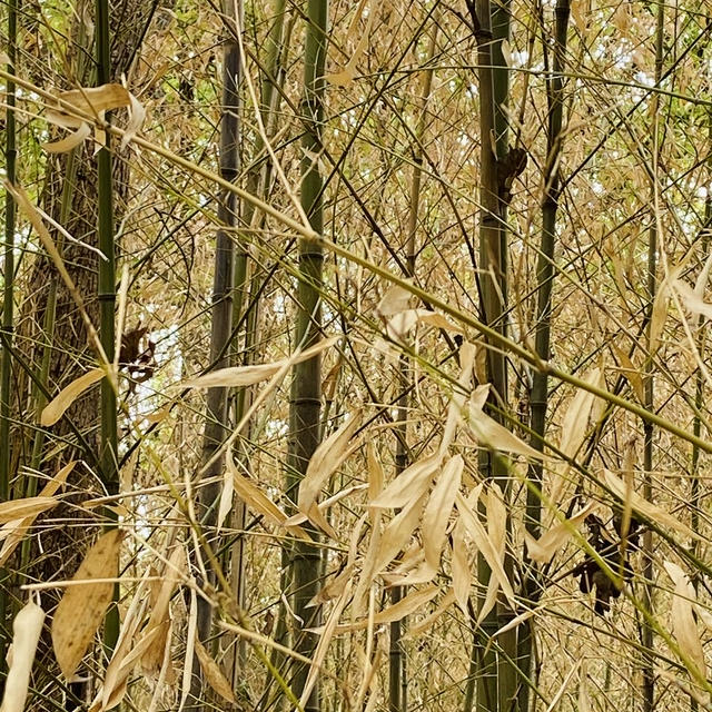 竹林が消えた・・・地球がおかしいよね