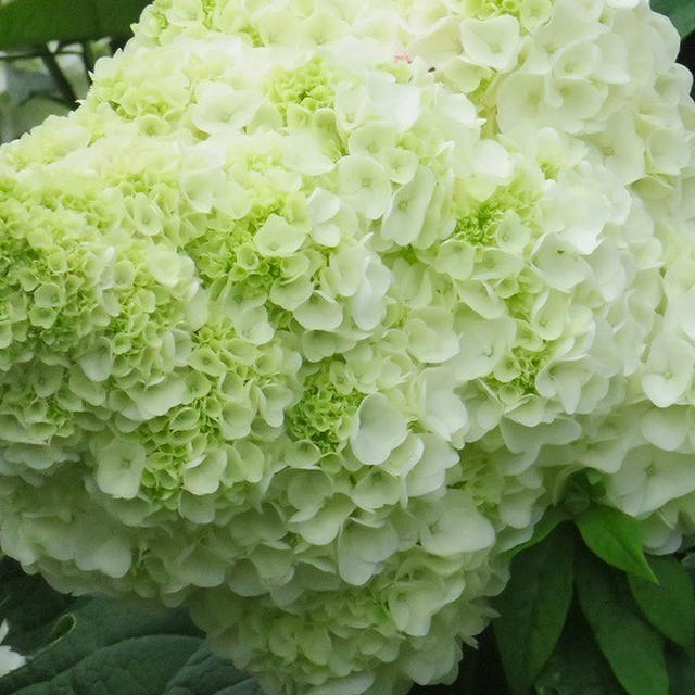 モコモコの柏葉アジサイ「ハーモニー」