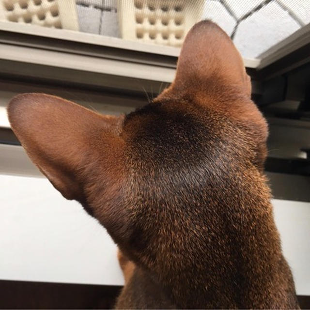虫さんかな？