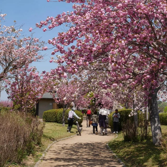 やなせ苑桜づつみ