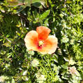 「春の道端の有毒雑草」新たな恐ろしさを発見！可愛い顔したオレンジ色のポピー似の花！街の危機？