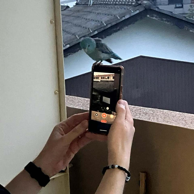 インコの旅