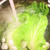 白菜の塩ゆで